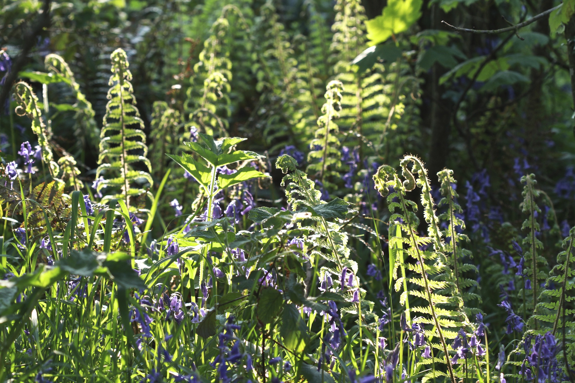 ~ In the bluebell wood ~