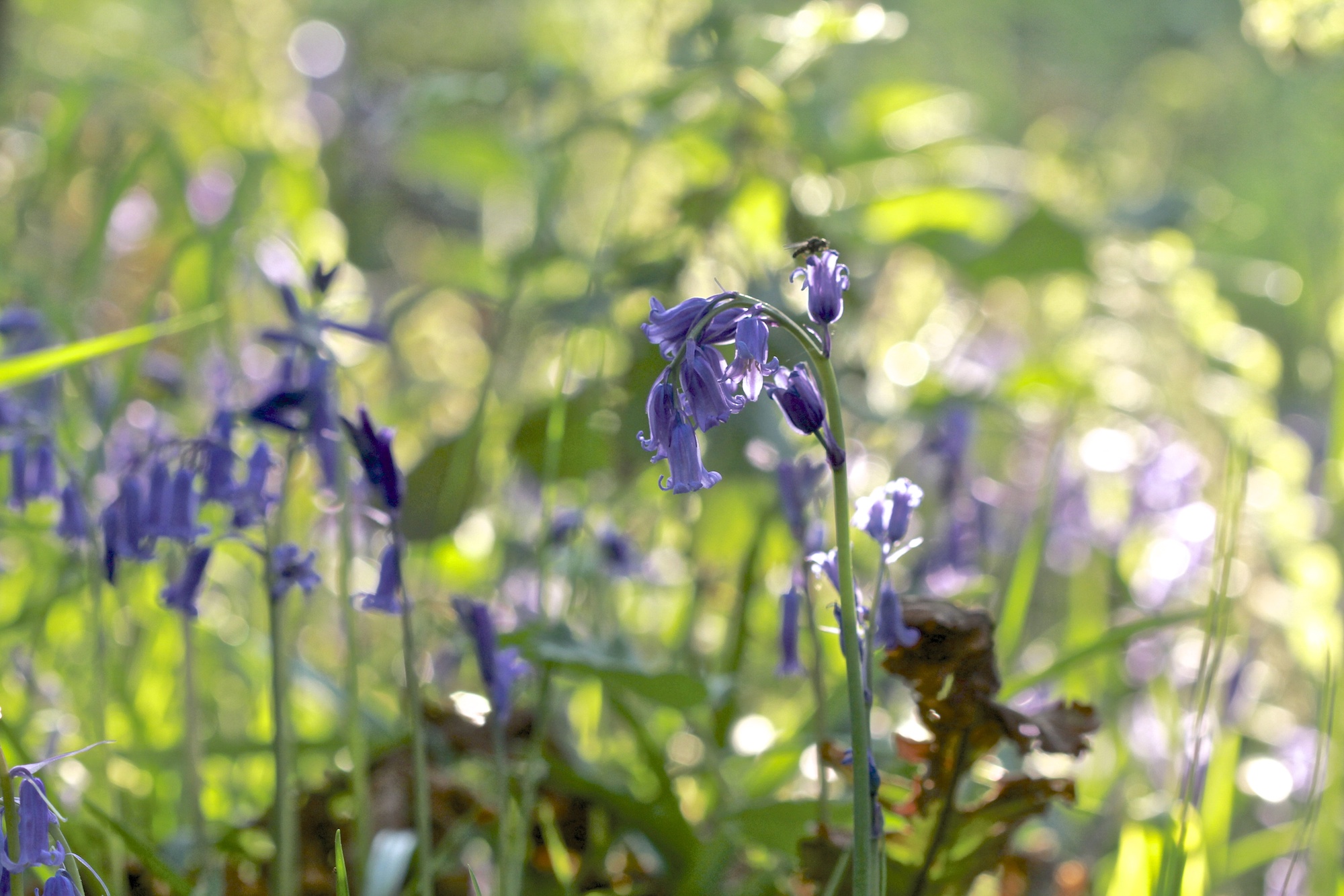 In the bluebells