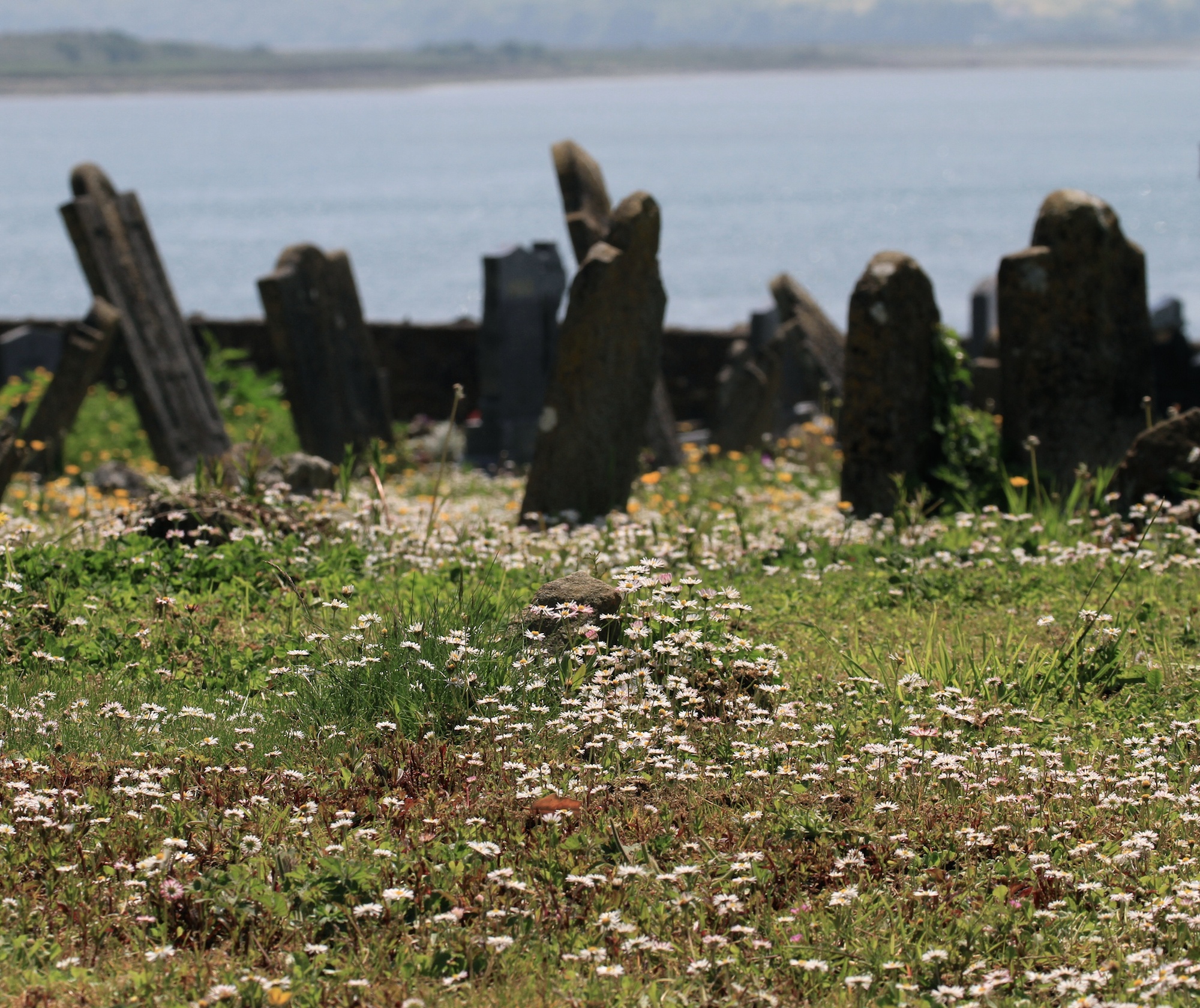 Pushing up daisies