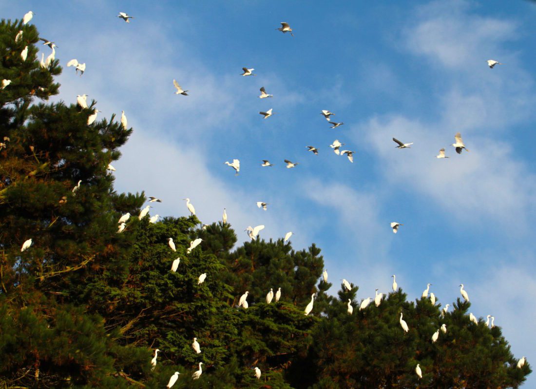 Flock-of-little-egrets