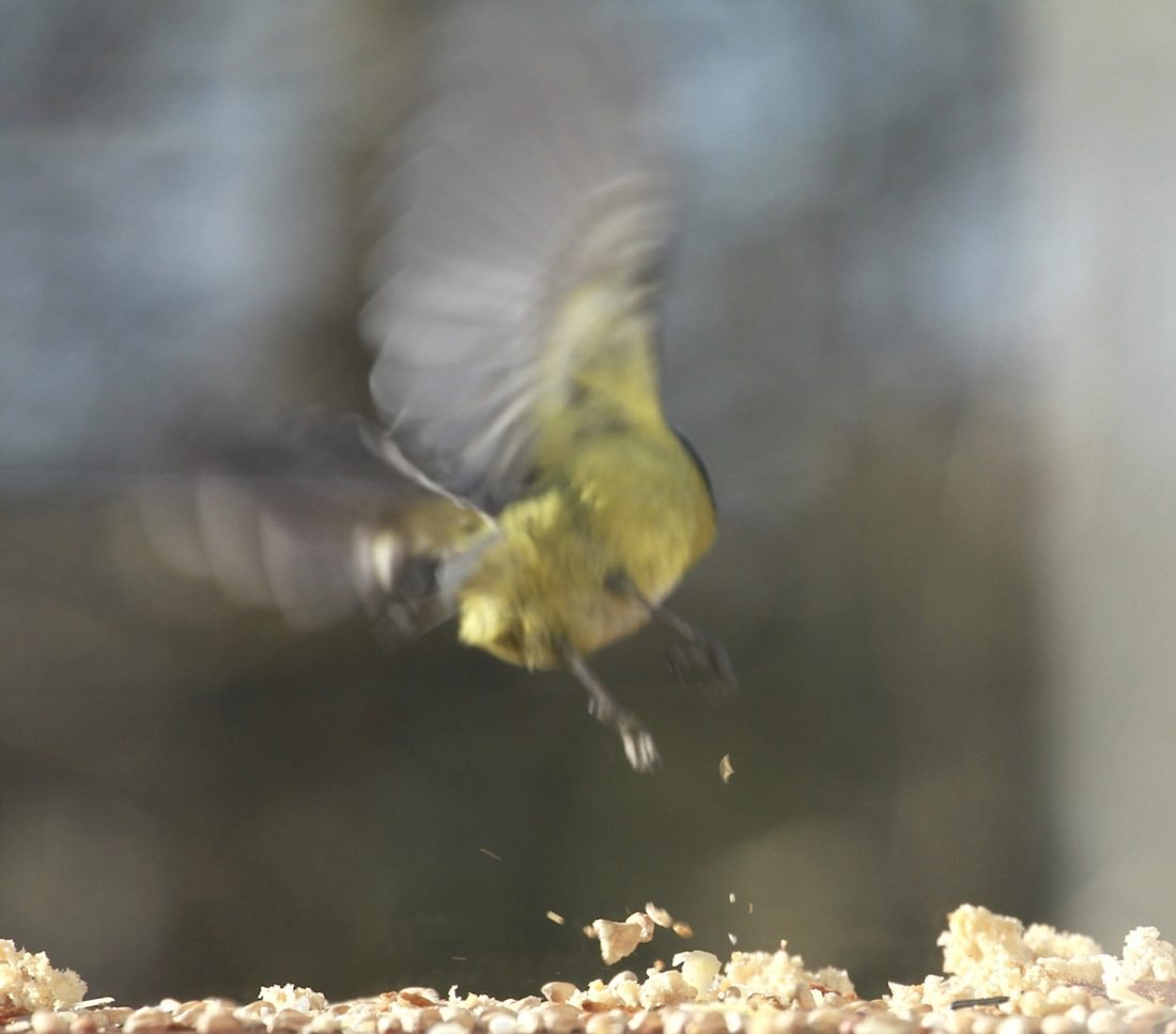 blue-tit-leaving