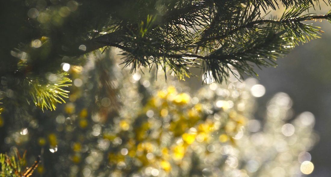 bokeh-in-the-gorse