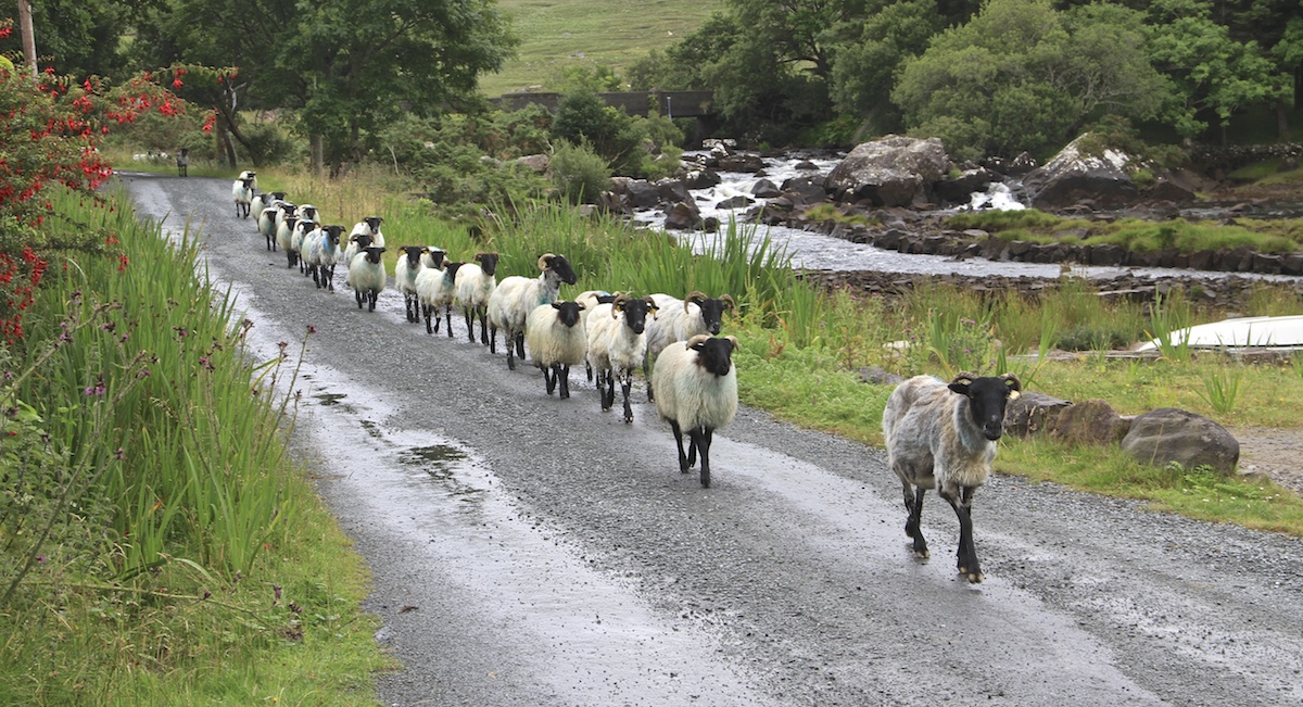 None of us can be proud of Ireland