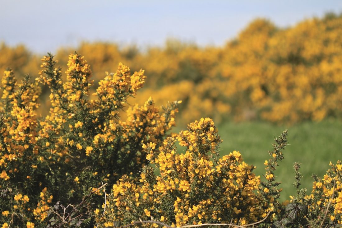 new-life-gorse