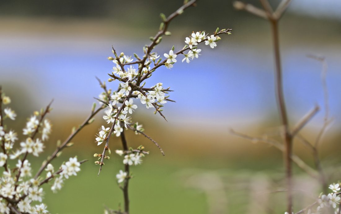 White-blossoms-on-Blackthorn-bush