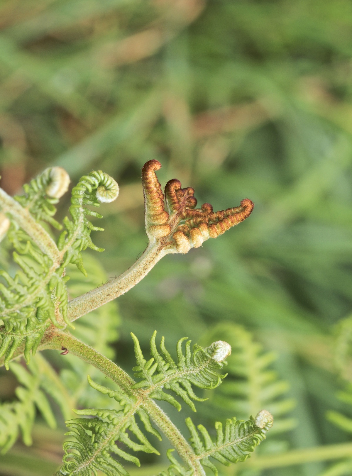 Unfurling in their own time