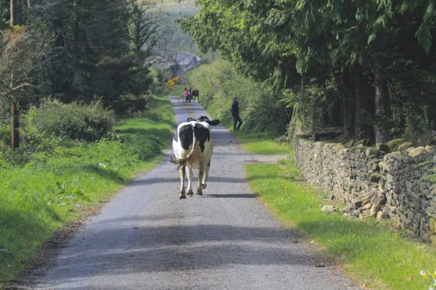 cow-wanders-home-for-milking