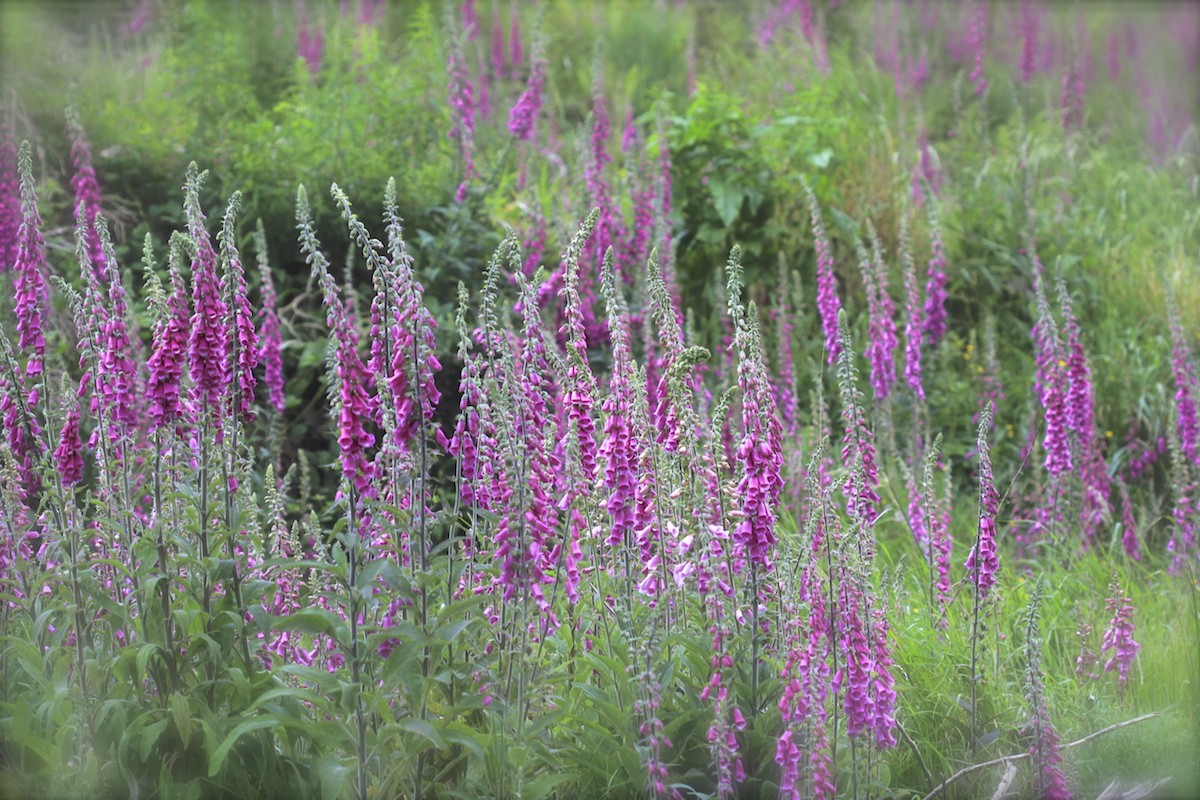 All about Foxgloves