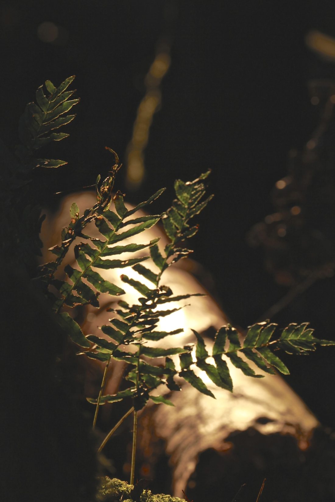 fern-in-the-forest