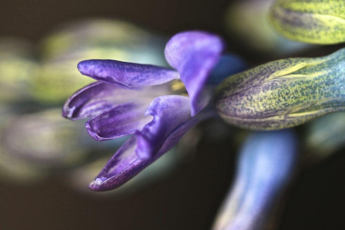 hyacinth-flower