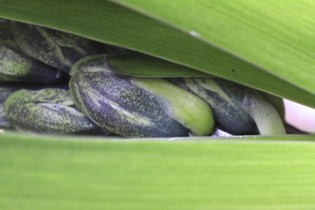 hyacinth-on-the-threshold