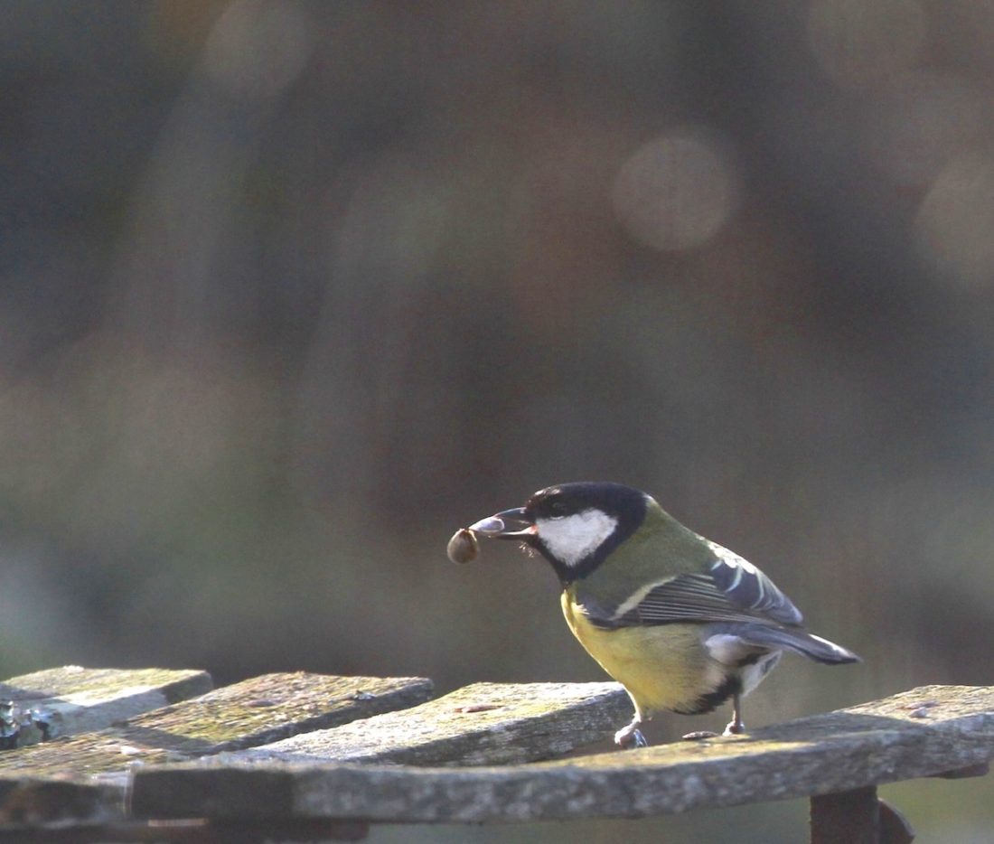 great-tit-breakfast