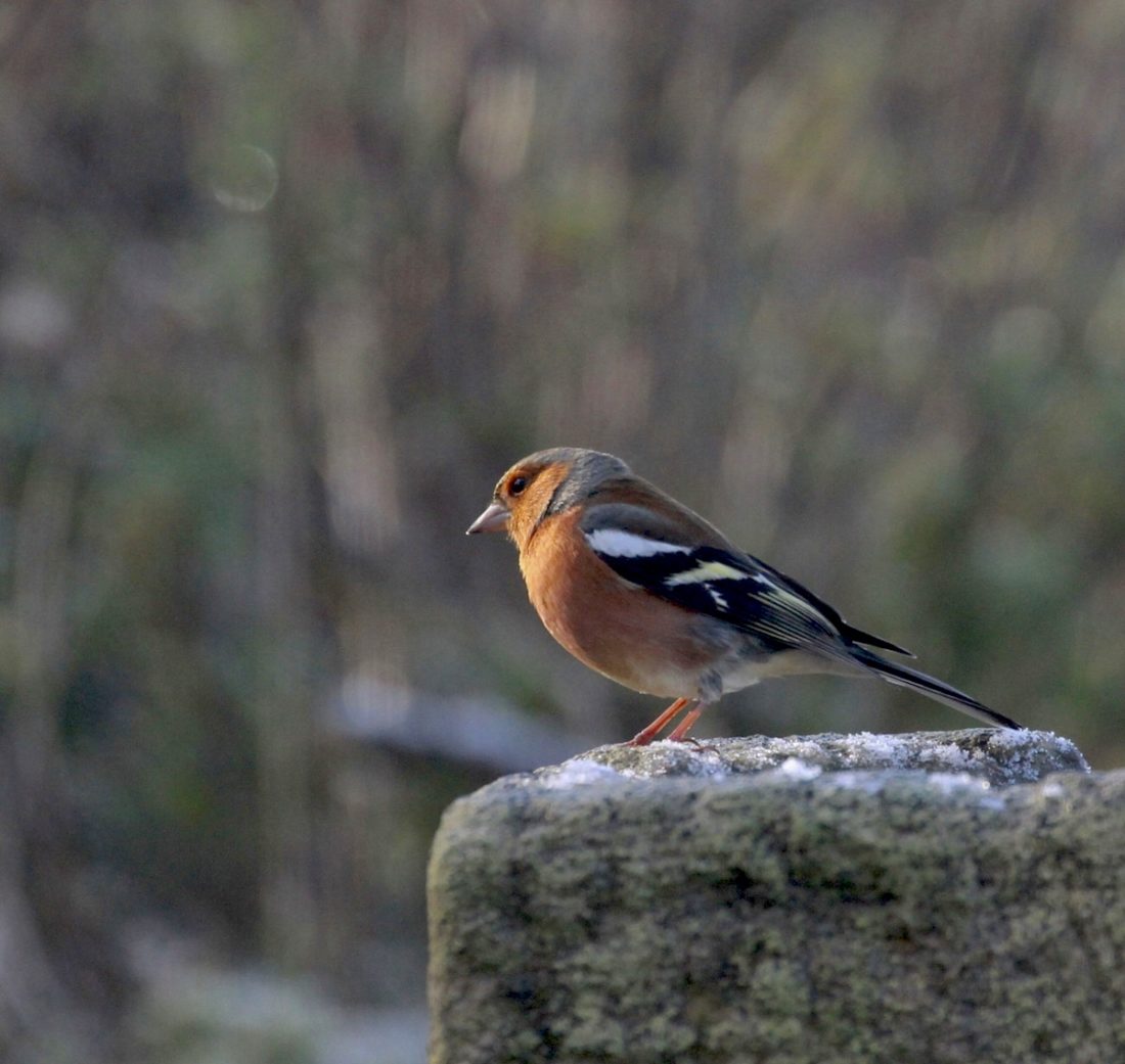 chaffinch