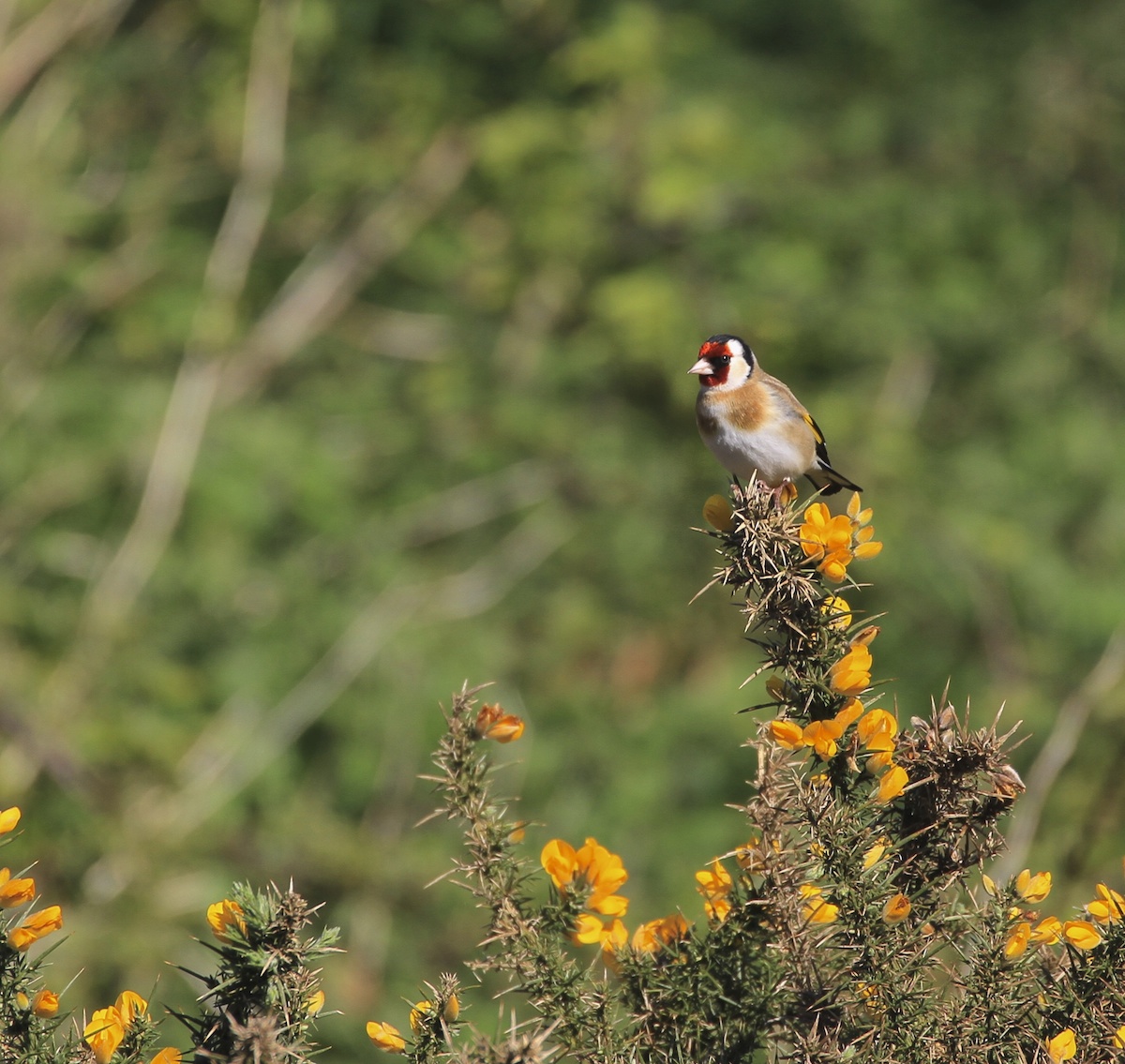 Getting to know birds better