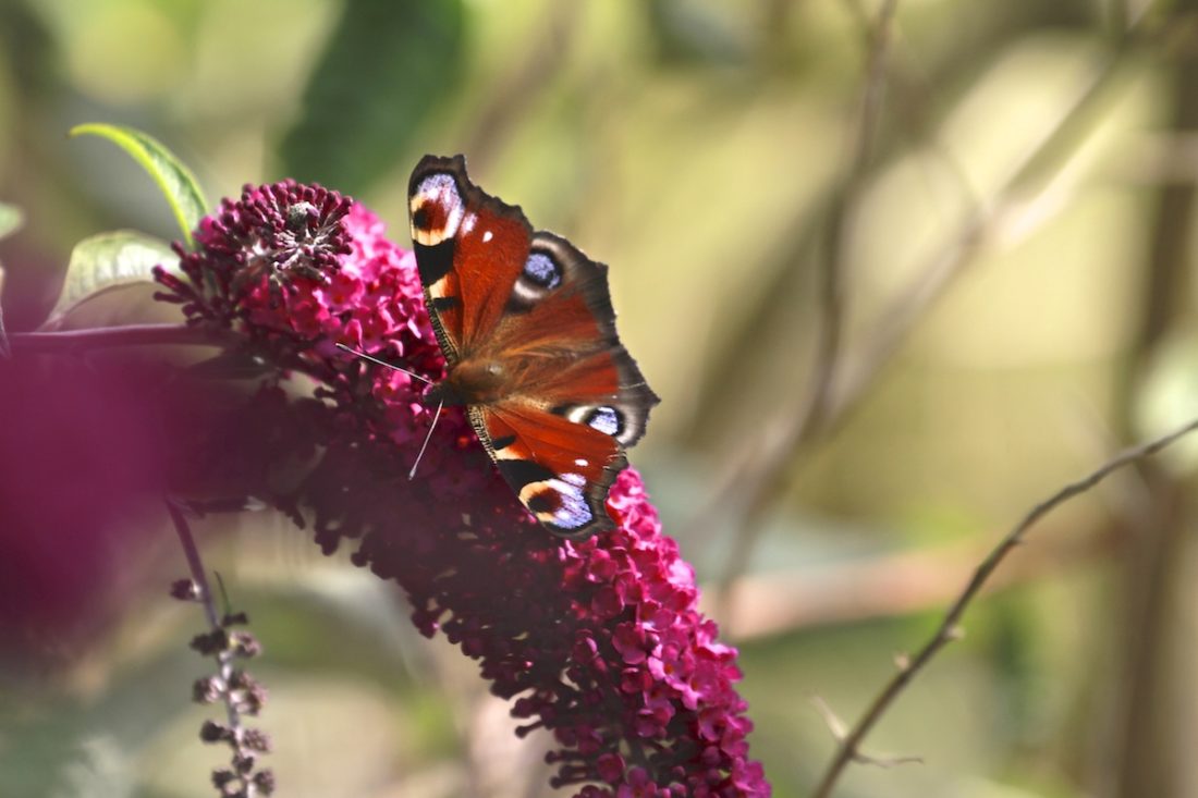 butterflies-are-back