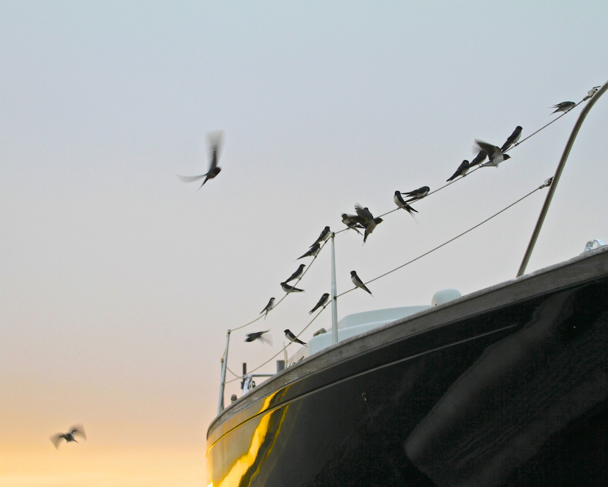 swallows-on-the-pier