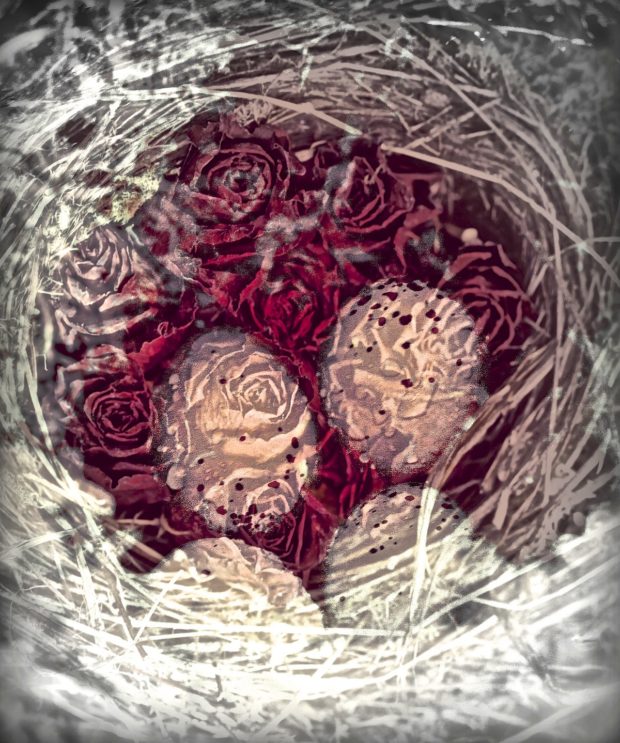 Eggs and Roses Eggs and Roses