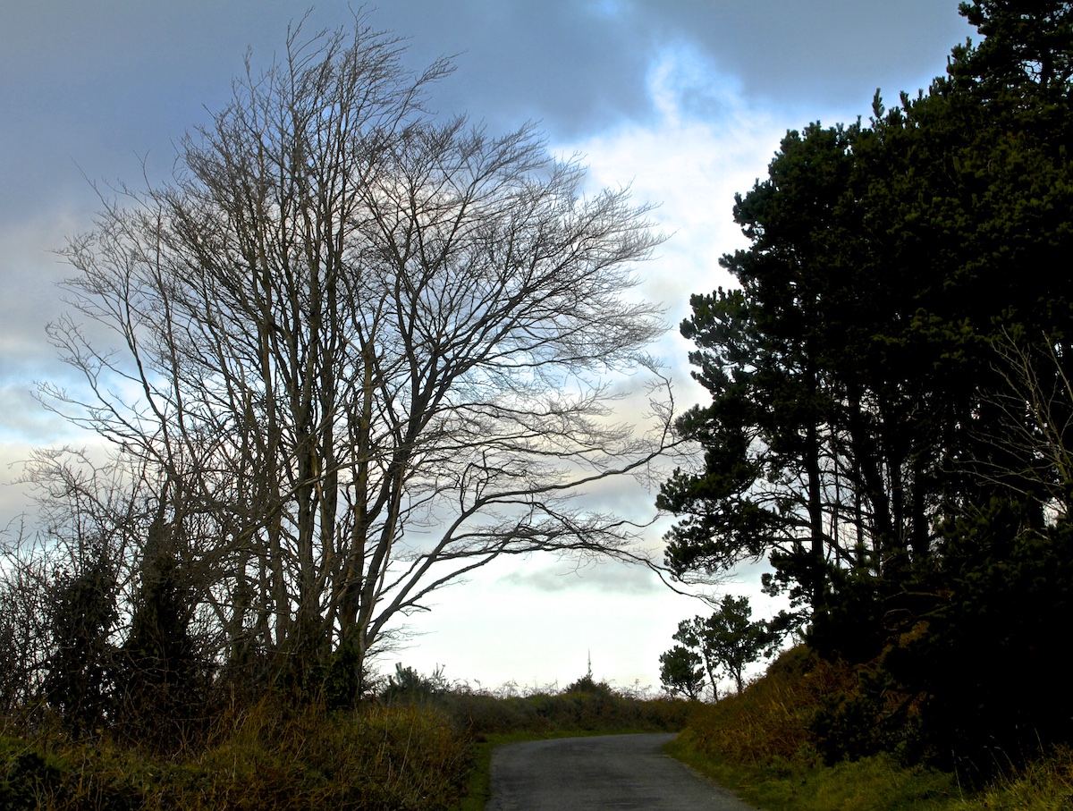 january-trees