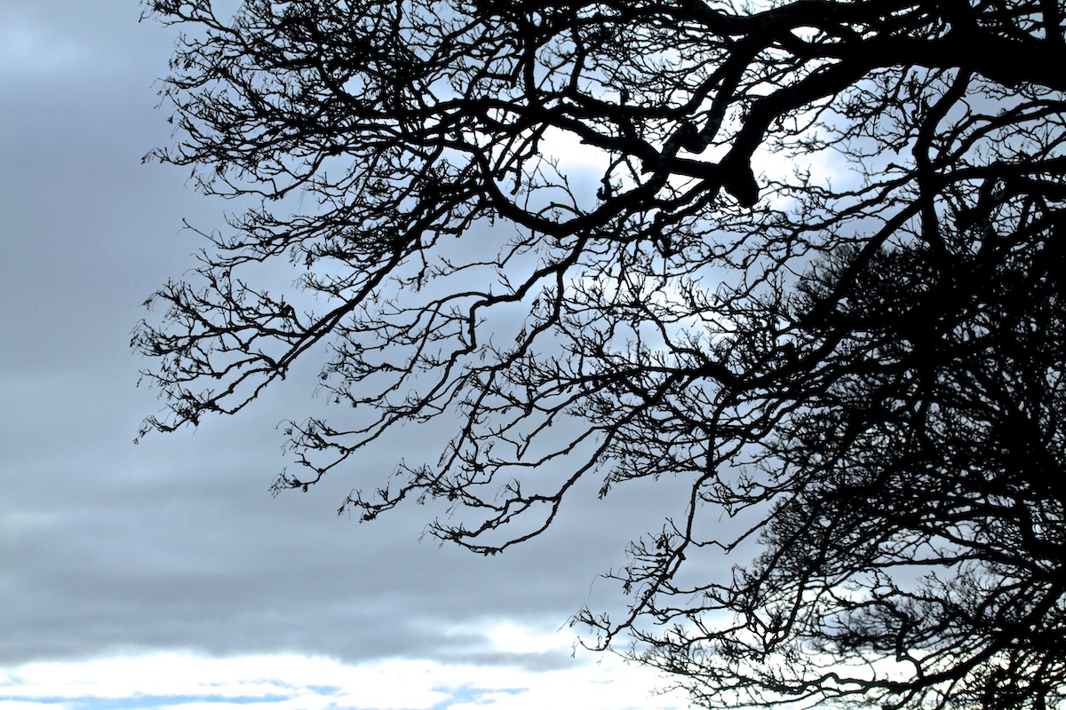 trees-and-sky