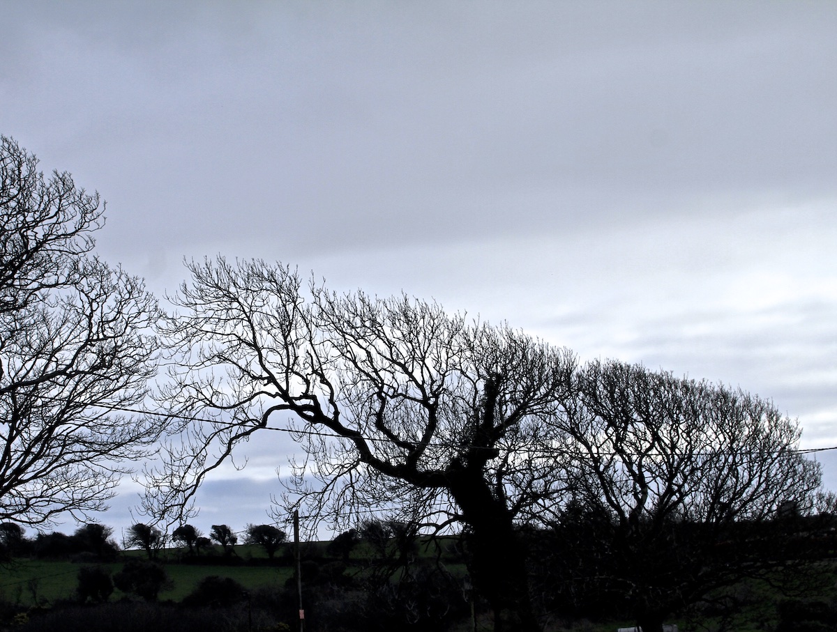 trees-bent-away-from-prevailing-wind