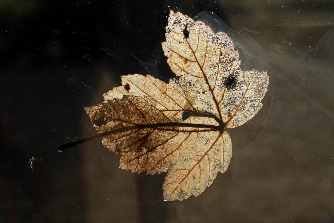 wabi-sabi leaf