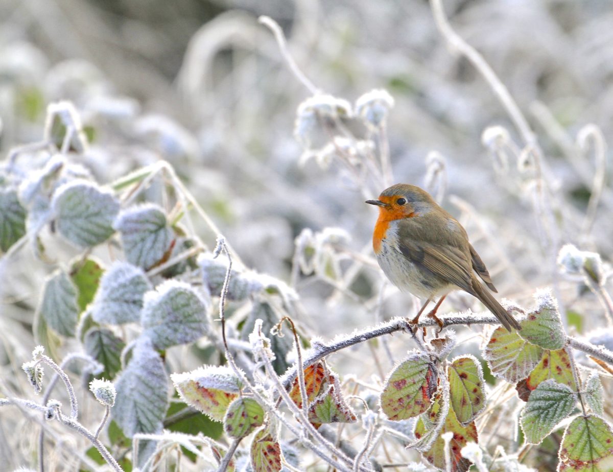 In the bleak mid-winter