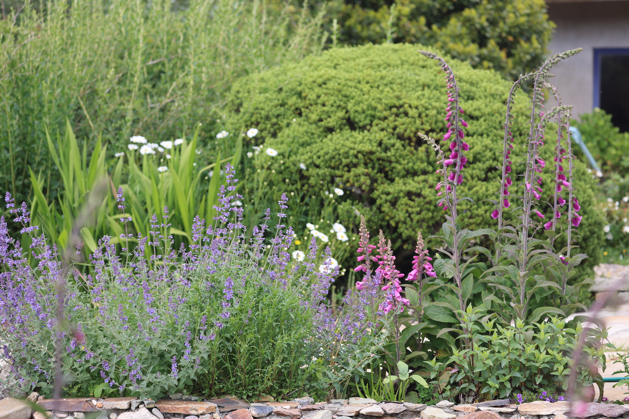 In the wild garden